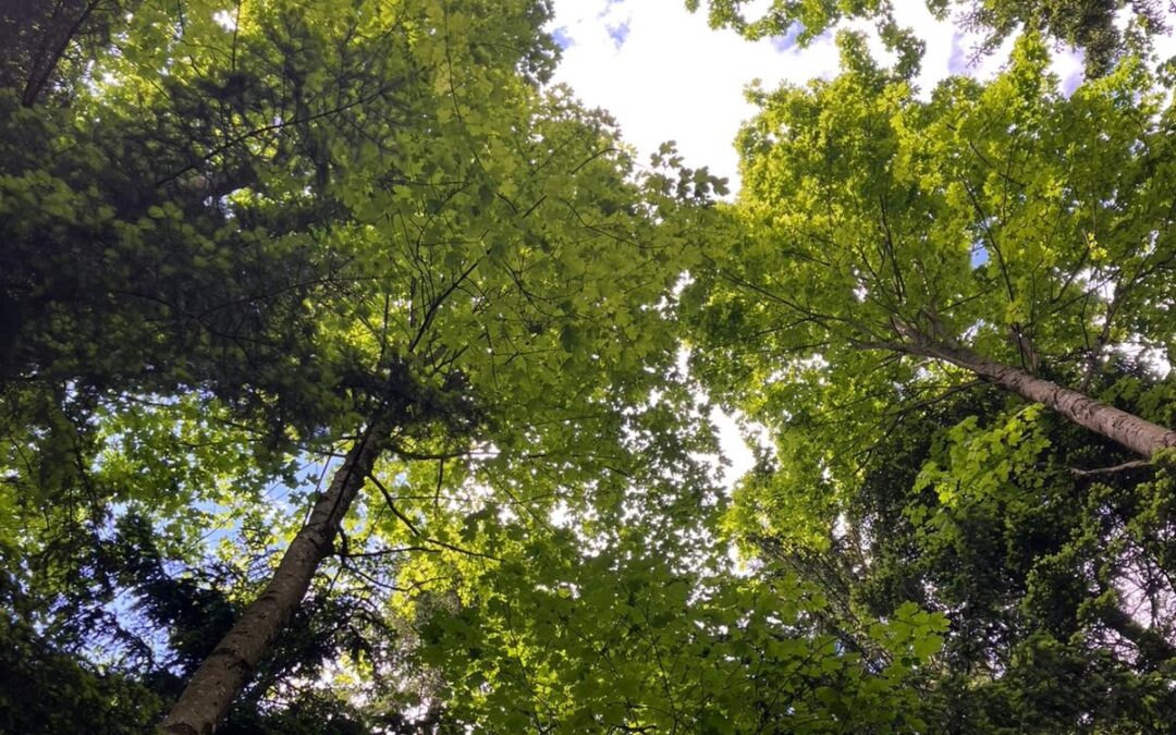 Exkursion „Klimafitte Waldbewirtschaftung“